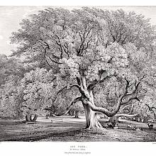 View of ash trees with lush foliage standing in a park where deer can be seen lying around.