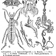 Beetles (coleoptera)